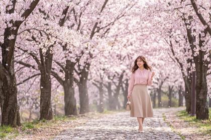 春らしい淡いピンクのブラウスにベージュのスカートを合わせた女性が、桜並木を歩いている様子
